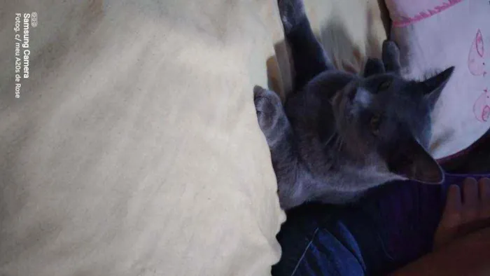 Gato ra a Indefinido  idade 1 ano nome Miá