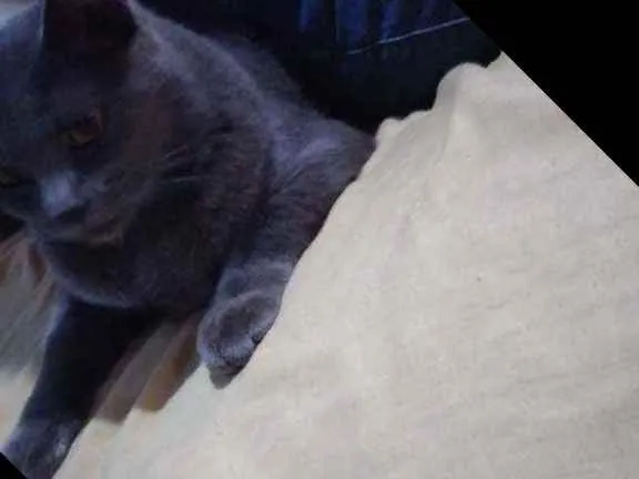 Gato ra a Indefinido  idade 1 ano nome Miá