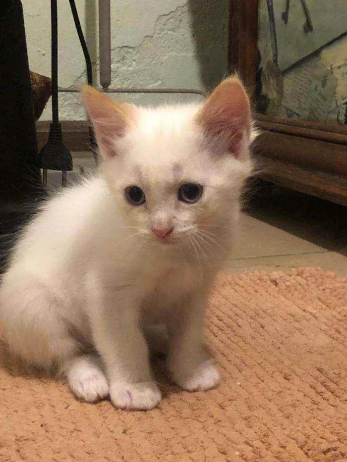 Gato ra a sem raça definida  idade Abaixo de 2 meses nome Nino