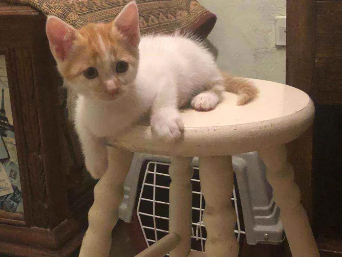 Gato ra a sem raça definida  idade Abaixo de 2 meses nome Nino