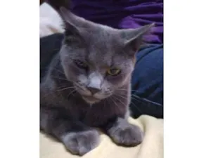 Gato raça Indefinido  idade 1 ano nome Miá