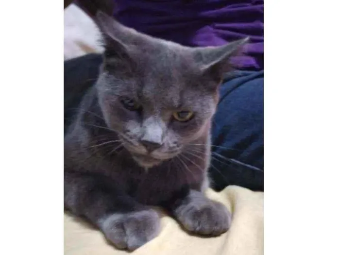 Gato ra a Indefinido  idade 1 ano nome Miá