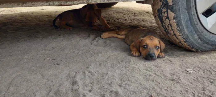 Cachorro ra a Vira lata com Rottweiler idade 2 a 6 meses nome Sem nome