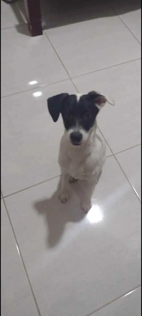 Cachorro ra a desconhecida. idade 7 a 11 meses nome Apolo