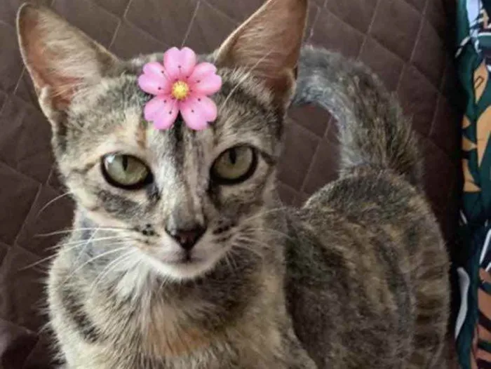 Gato ra a Mestiça  idade 2 a 6 meses nome Charlotte 