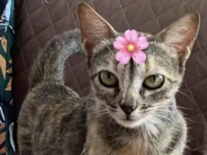 Gato raça Mestiça  idade 2 a 6 meses nome Charlotte 