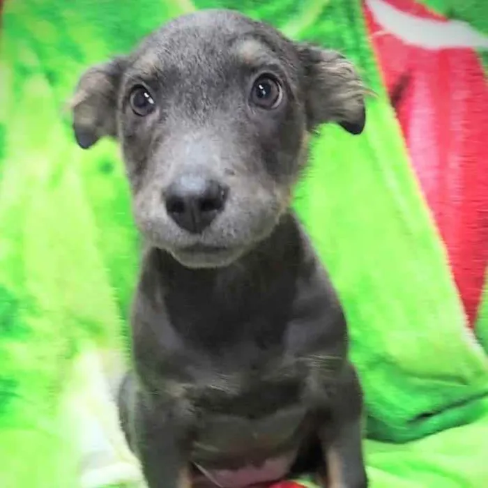 Cachorro ra a SRD idade 2 a 6 meses nome Nina