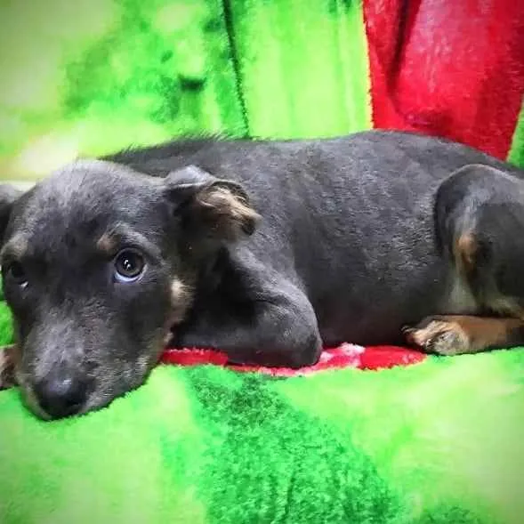 Cachorro ra a SRD idade 2 a 6 meses nome Nina