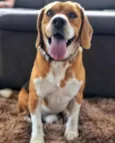 Gordo 