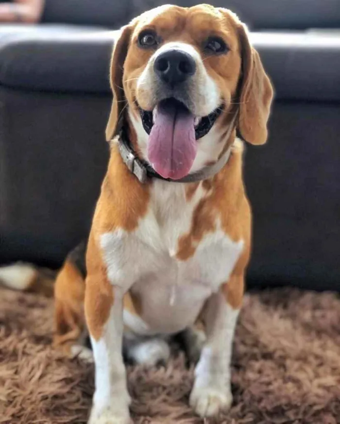 Cachorro ra a Beagle  idade 2 anos nome Gordo 