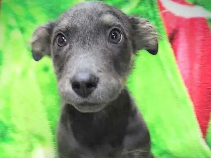 Cachorro ra a SRD idade 2 a 6 meses nome Nina
