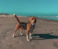 Gordo 