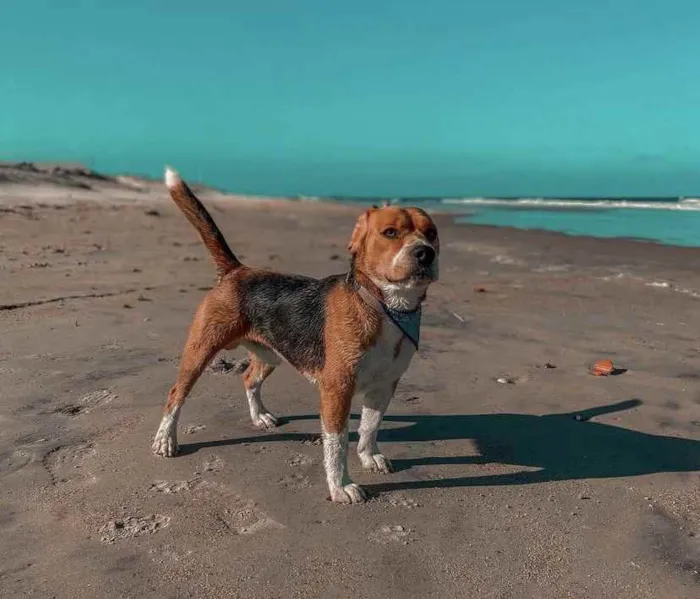 Cachorro ra a Beagle  idade 2 anos nome Gordo 