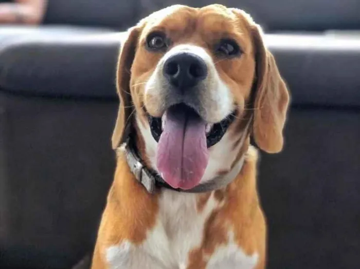 Cachorro ra a Beagle  idade 2 anos nome Gordo 