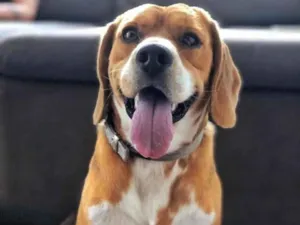 Cachorro raça Beagle  idade 2 anos nome Gordo 