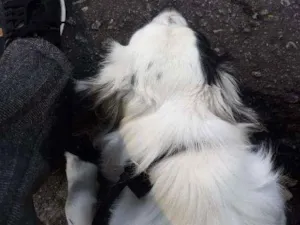 Cachorro raça Border collie idade 1 ano nome Thor