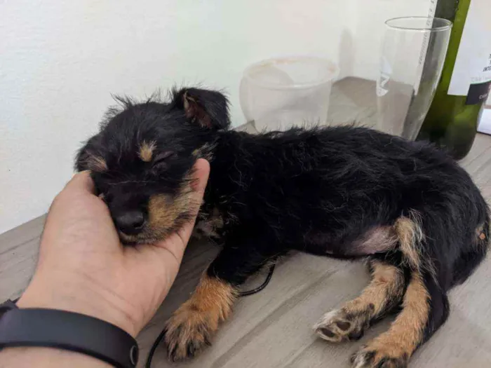 Cachorro ra a Não identificada idade Abaixo de 2 meses nome Sem nome ainda