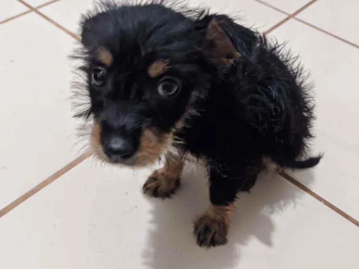 Cachorro ra a Não identificada idade Abaixo de 2 meses nome Sem nome ainda