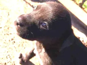 Cachorro raça SRD idade Abaixo de 2 meses nome Petica