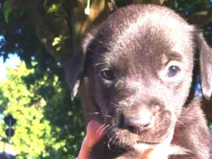 Cachorro raça SRD idade Abaixo de 2 meses nome Pitoco