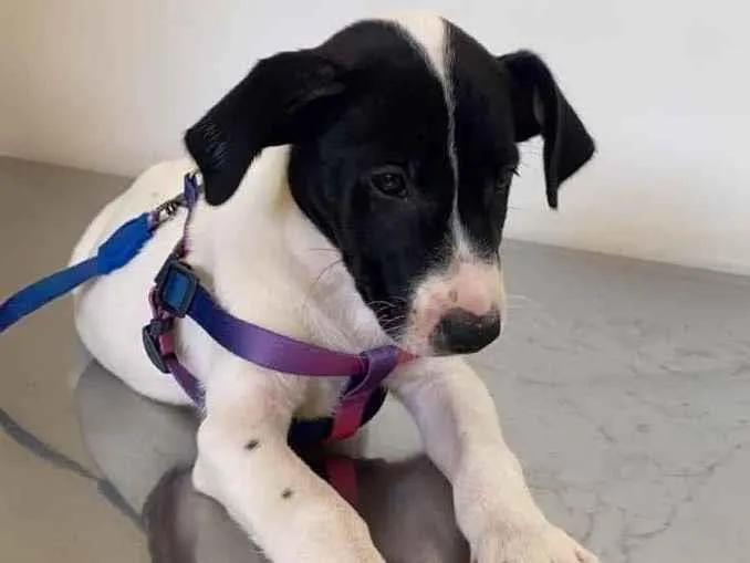 Cachorro ra a SRD idade 2 a 6 meses nome Suzy