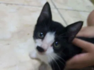 Gato raça Vira-lata idade 2 a 6 meses nome Apolo