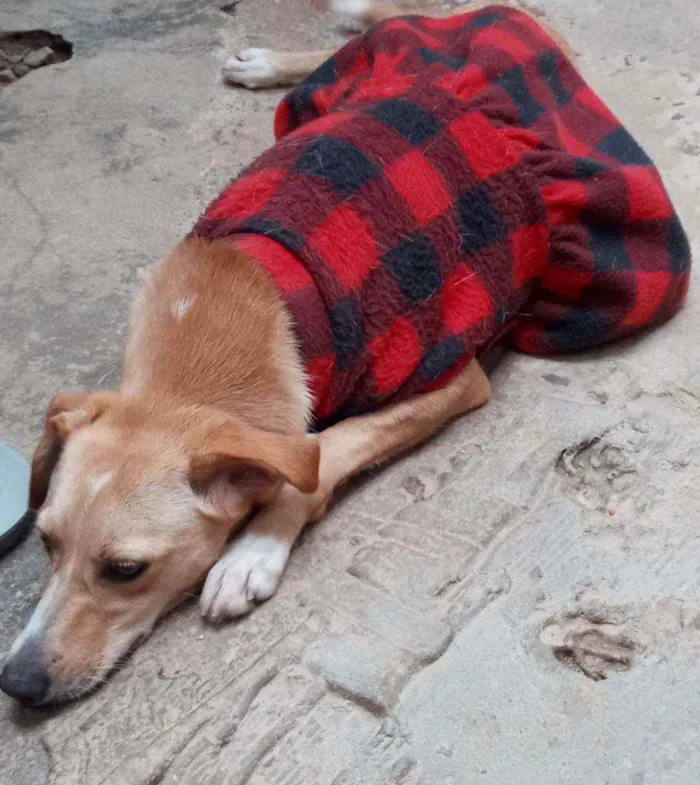 Cachorro raça SRD idade 2 anos nome Meg