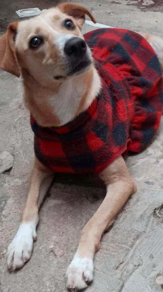 Cachorro raça SRD idade 2 anos nome Meg