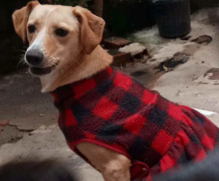 Cachorro raça SRD idade 2 anos nome Meg