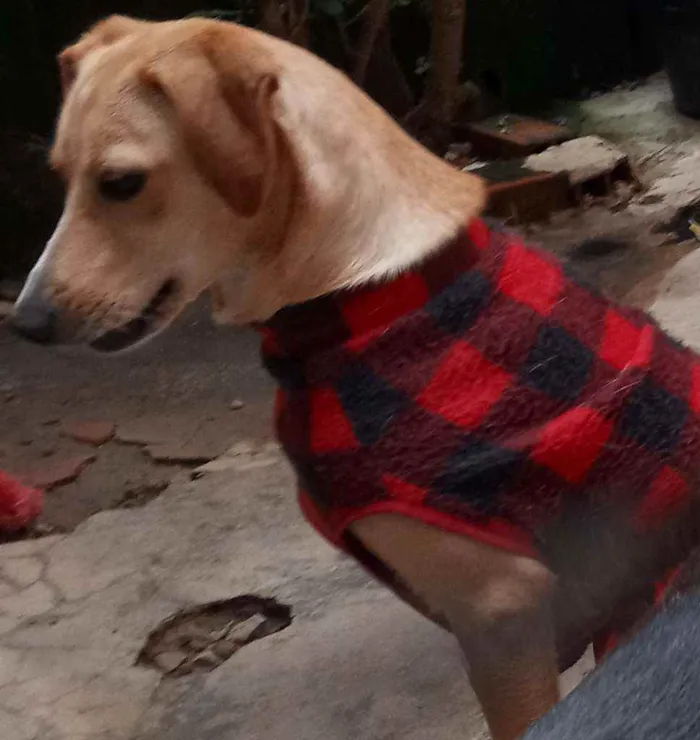 Cachorro raça SRD idade 2 anos nome Meg