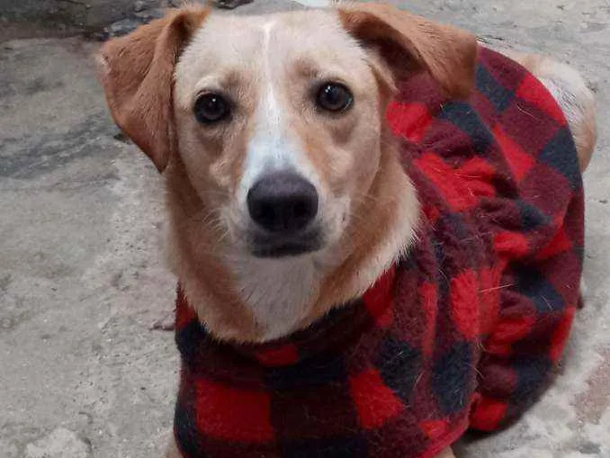 Cachorro raça SRD idade 2 anos nome Meg