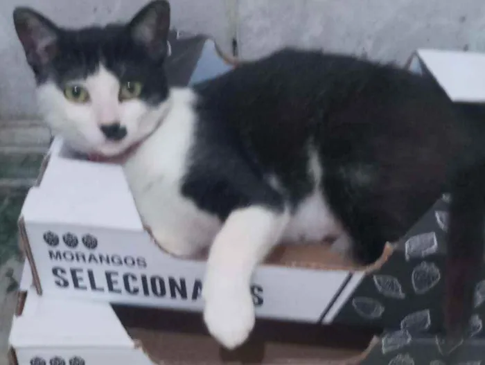 Gato raça SRD idade 2 a 6 meses nome Petúnia