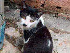 Gato raça SRD idade 2 a 6 meses nome Petúnia