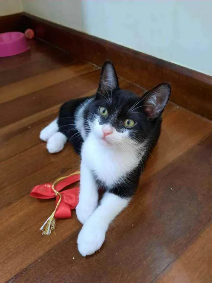 Gato ra a S.R.D. idade 2 a 6 meses nome Zara