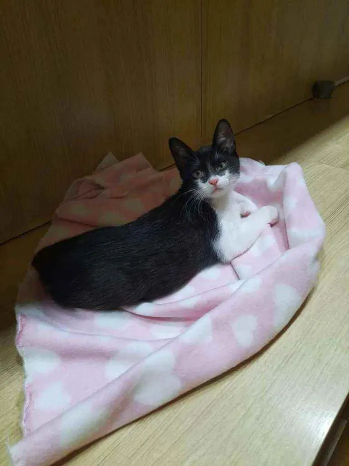 Gato ra a S.R.D. idade 2 a 6 meses nome Zara