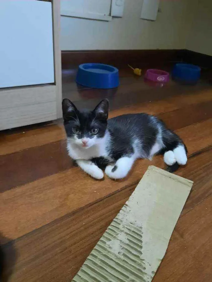 Gato ra a S.R.D. idade 2 a 6 meses nome Zara