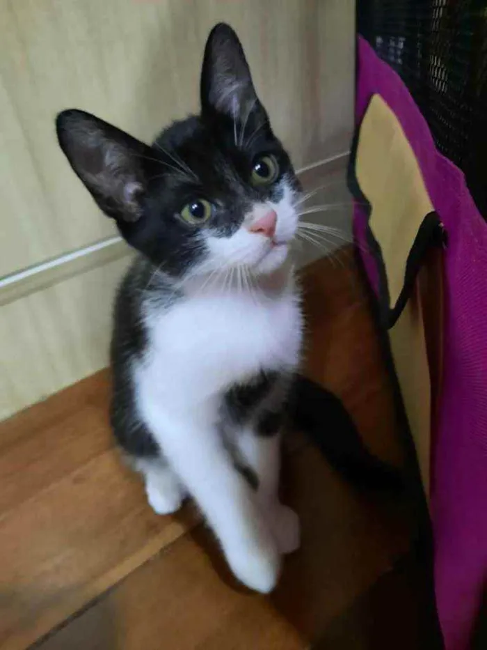 Gato ra a S.R.D. idade 2 a 6 meses nome Zara