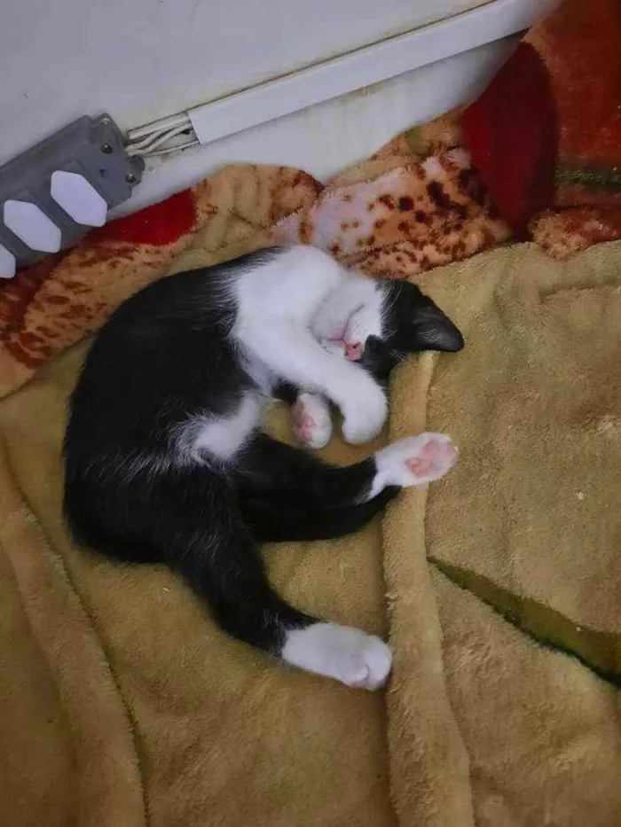 Gato ra a S.R.D. idade 2 a 6 meses nome Zara