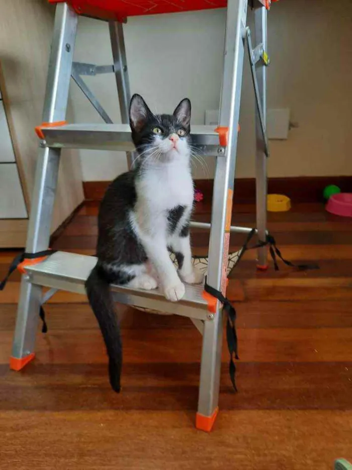 Gato ra a S.R.D. idade 2 a 6 meses nome Zara