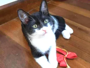 Gato raça S.R.D. idade 2 a 6 meses nome Zara