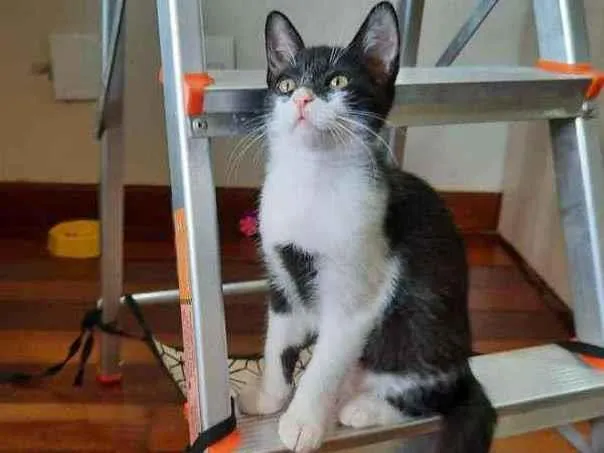 Gato ra a S.R.D. idade 2 a 6 meses nome Zara