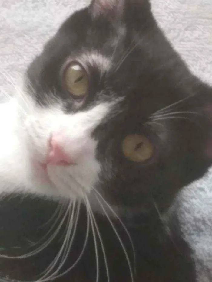 Gato raça Srd idade 2 a 6 meses nome Rosada