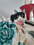 Rosada