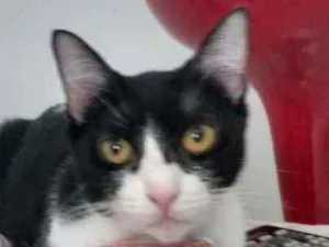 Gato raça Srd idade 2 a 6 meses nome Rosada