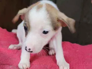 Cachorro raça Srd idade Abaixo de 2 meses nome Brenda