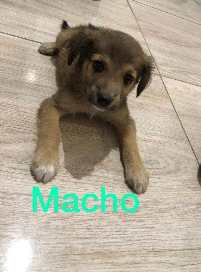 Cachorro ra a Srd idade 2 a 6 meses nome Filhotes  2 meses