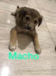 Filhotes 2 meses