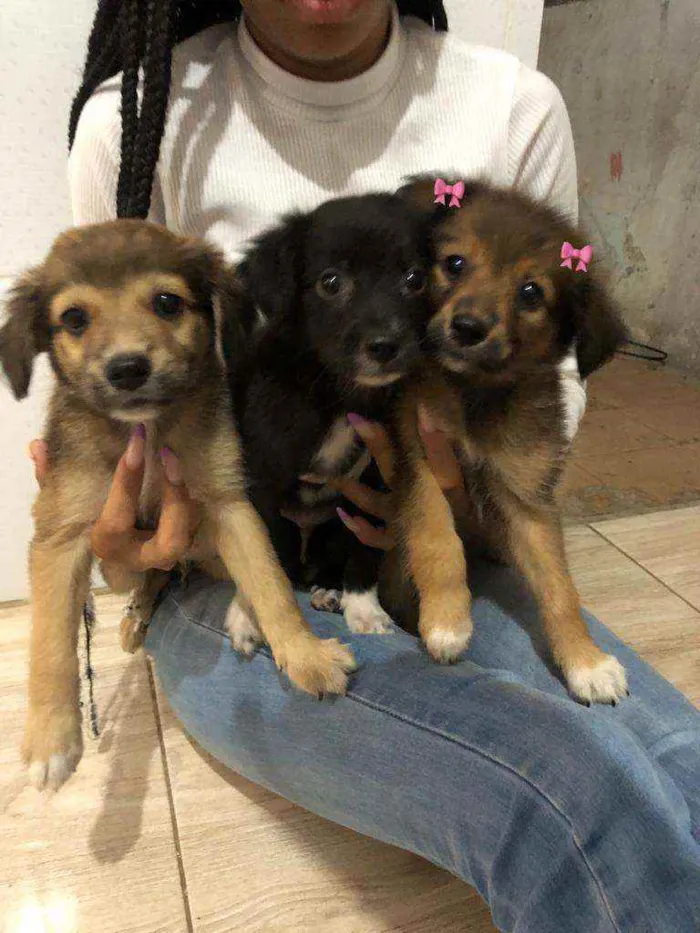 Cachorro ra a Srd idade 2 a 6 meses nome Filhotes  2 meses