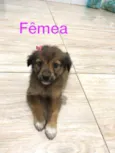 Filhotes  2 meses