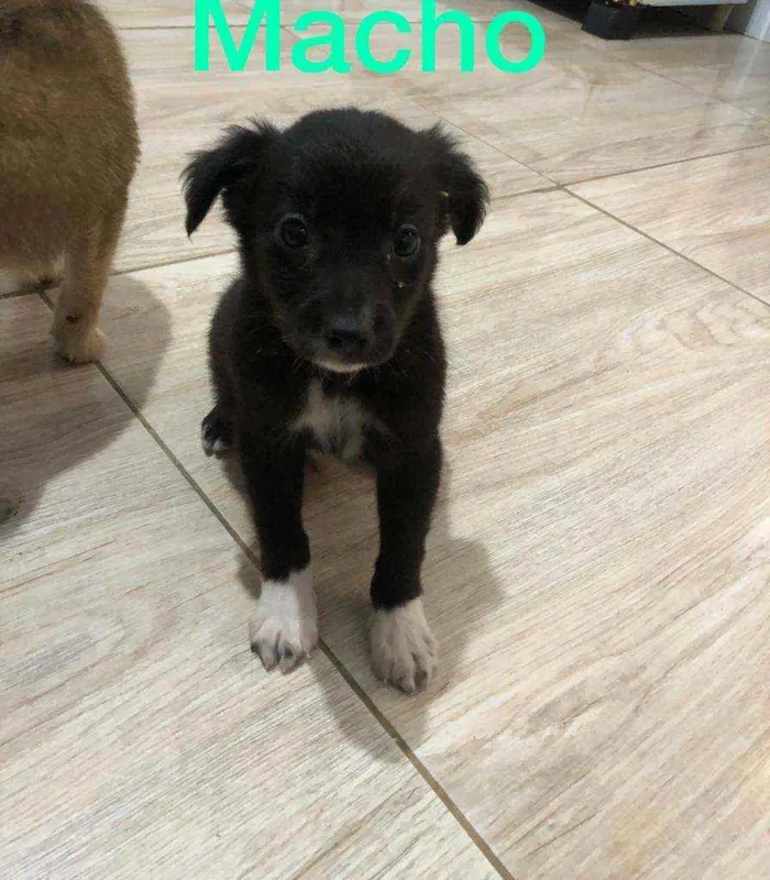 Cachorro ra a Srd idade 2 a 6 meses nome Filhotes  2 meses